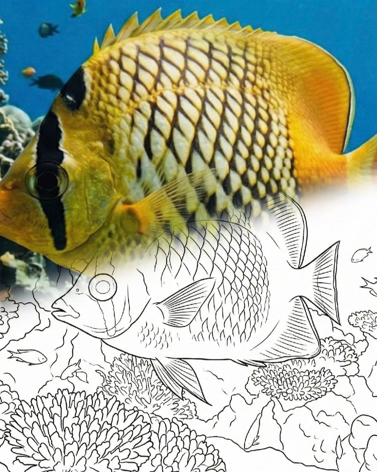 Perlschuppenfalterfisch (Chaetodon xanthurus) | Marine Explorer Färbeset