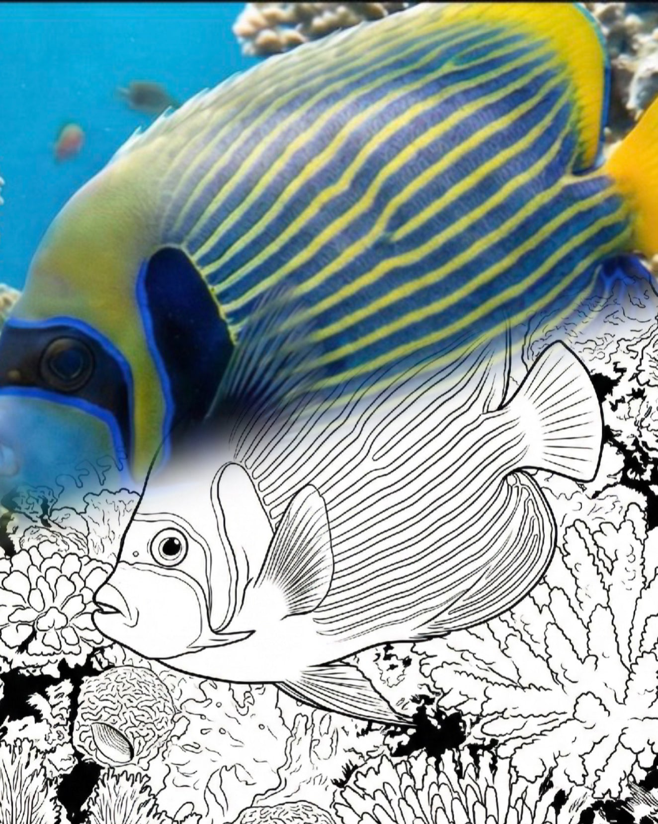 Emperor Angelfish (Pomacanthus imperator) - Adult | Marine Explorer Coloring Kit
