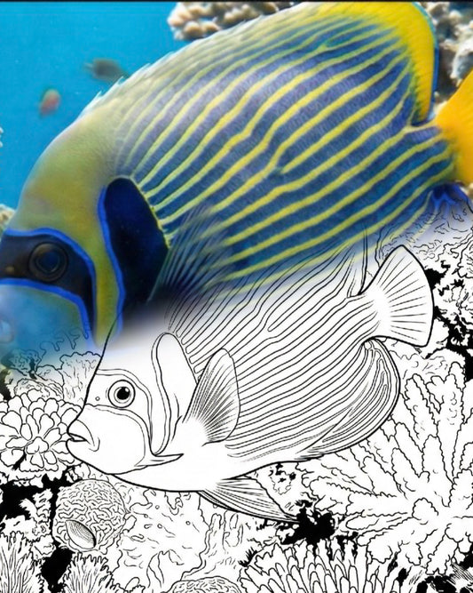 Kaiser-Kaiserfisch (Pomacanthus imperator) - Adult | Marine Explorer Coloring Kit
