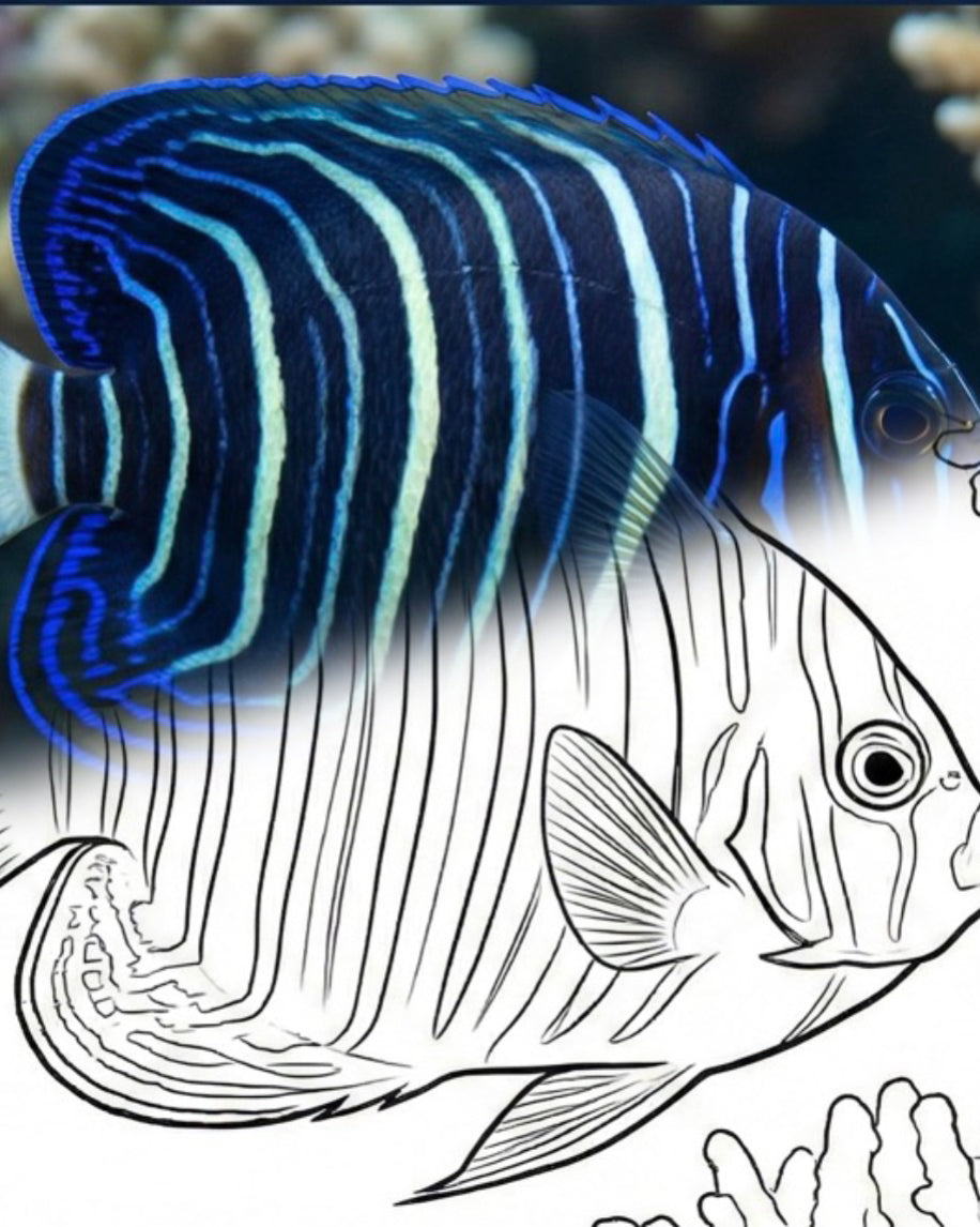 Blue Ring Angelfish (Pomacanthus annularis)-Juvenile | Marine Explorer Coloring Kit