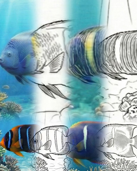 Reef Fish Coloring Bundle (4 Species) | Marine Explorer Coloring Kit