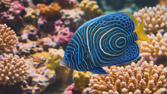 幼年皇帝神仙鱼- 4K 数字艺术