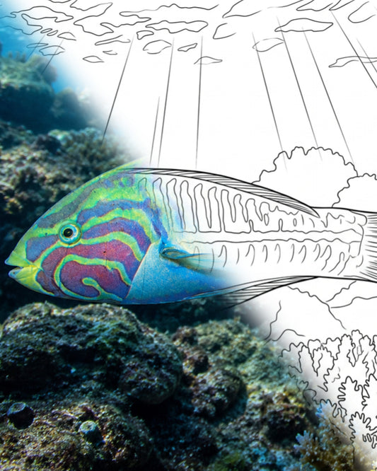 Pez de Klunzinger (Thalassoma klunzingeri) | Kit para colorear de Marine Explorer