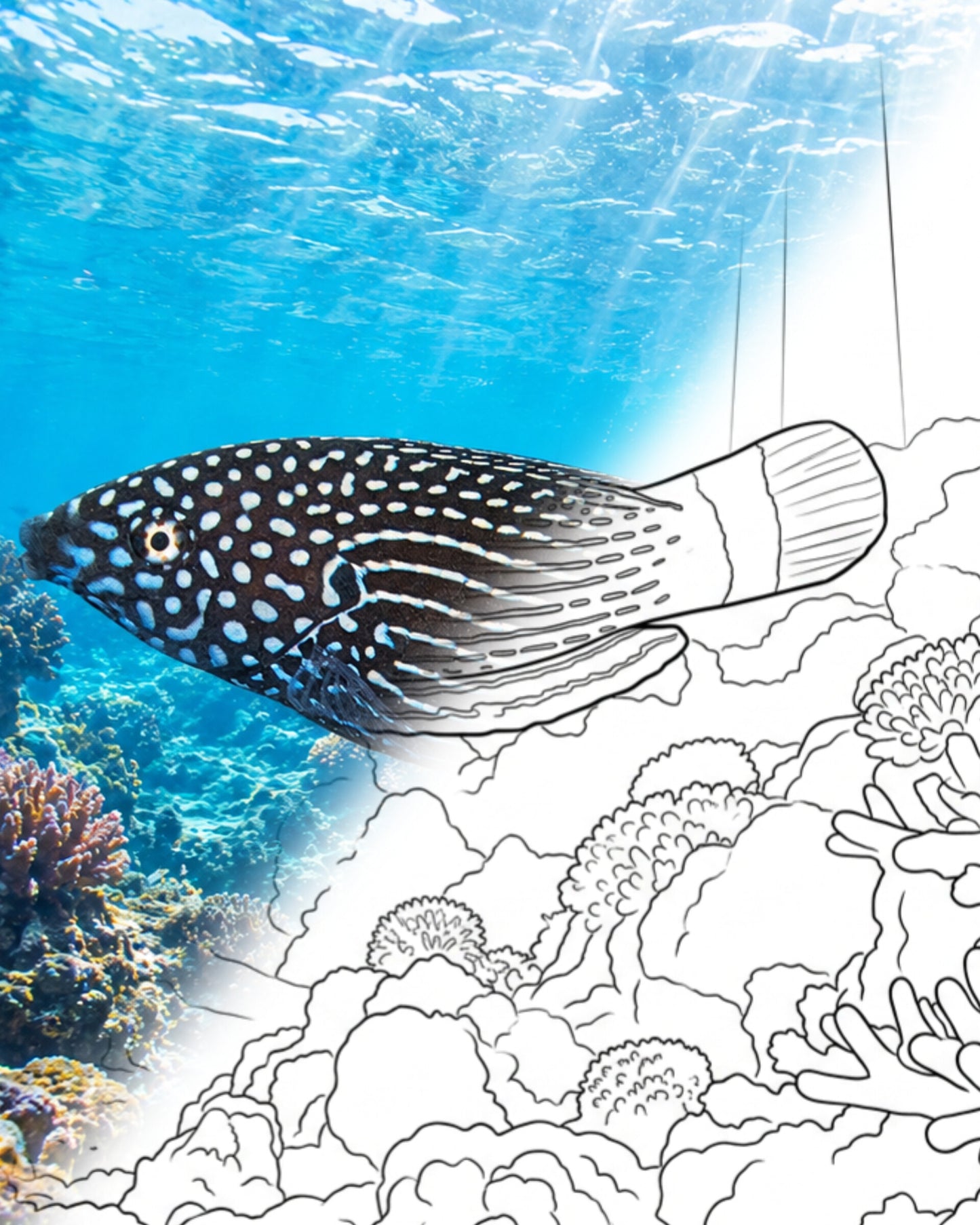 Lined Wrasse (Anampses lineatus) | Marine Explorer Coloring Kit