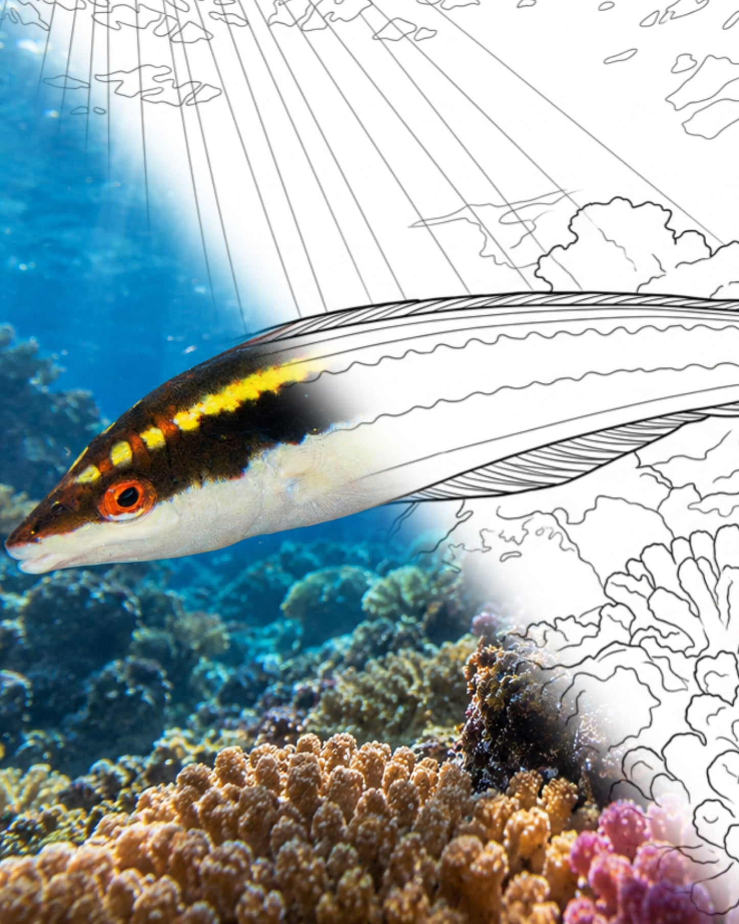Clown Wrasse – Female (Halichoeres maculipinna) | Marine Explorer Coloring Kit