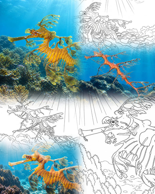 Leafy Seadragon Camouflage Bundle (3 Tiefenmorphen) | Marine Explorer Coloring Kit