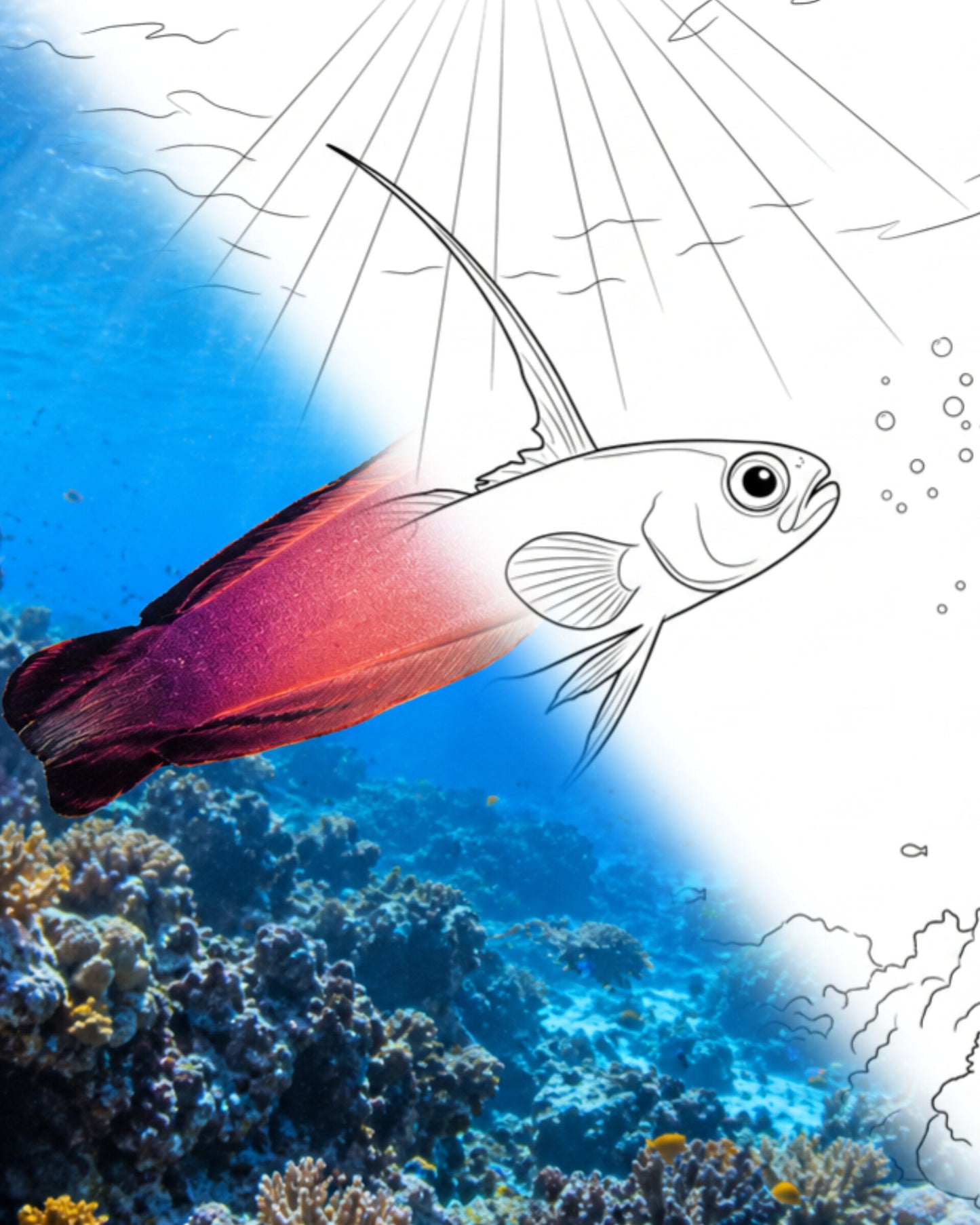 Magnificent Firefish (Nemateleotris magnifica) | Marine Explorer Coloring Kit