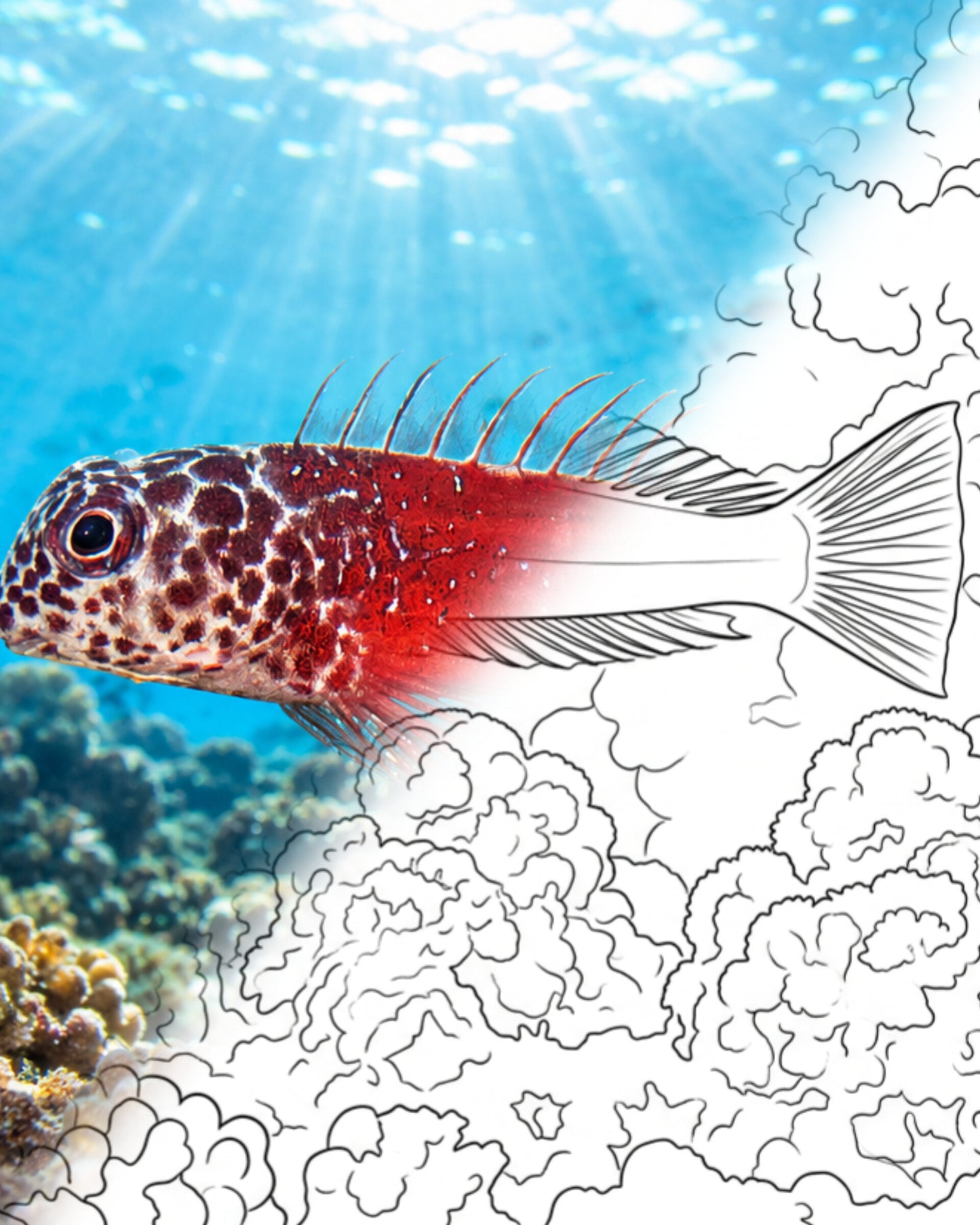 Black-headed Blenny (Microlipophrys nigriceps) | Marine Explorer Coloring Kit