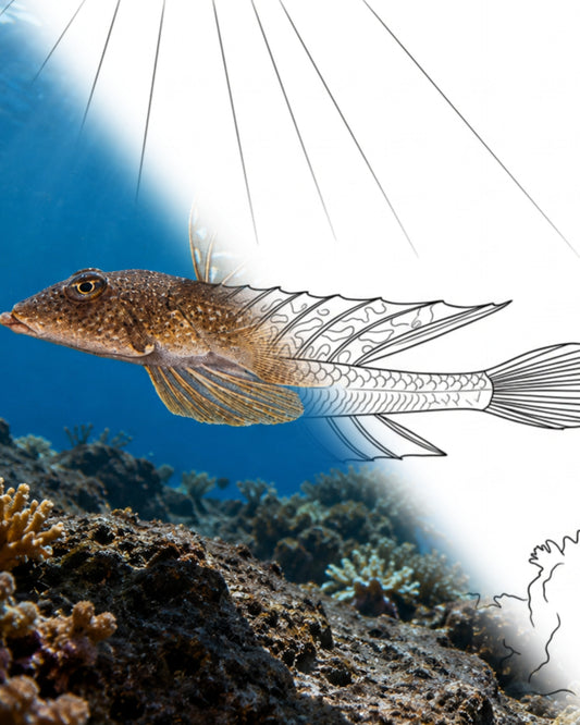 Dragón de cuernos (Callionymus curvicornis) | Kit para colorear de Marine Explorer