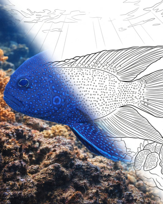 Diablo azul del sur (Paraplesiops meleagris) | Kit para colorear de Marine Explorer