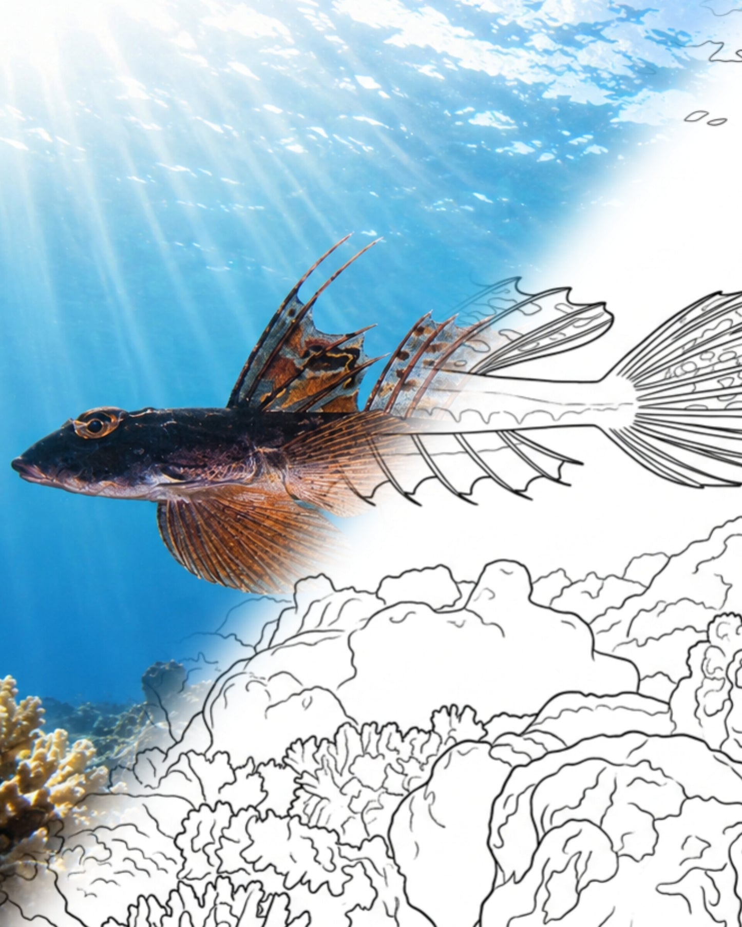 Japanese Longtail Dragonet (Calliurichthys japonicus) | Marine Explorer Coloring Kit