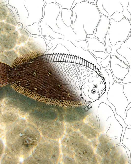 Bamboo Sole (Heteromycteris japonicus) | Marine Explorer Coloring Kit