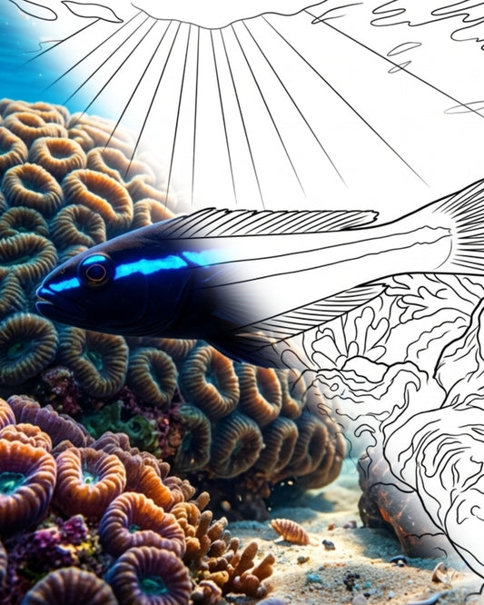 Gobie du néon (Elacatinus oceanops) | Marine Explorer Coloring Kit