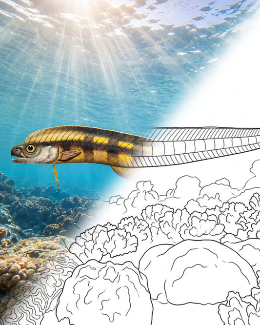Blenny de cola peluda (Xiphasia setifer) | Kit para colorear de Marine Explorer