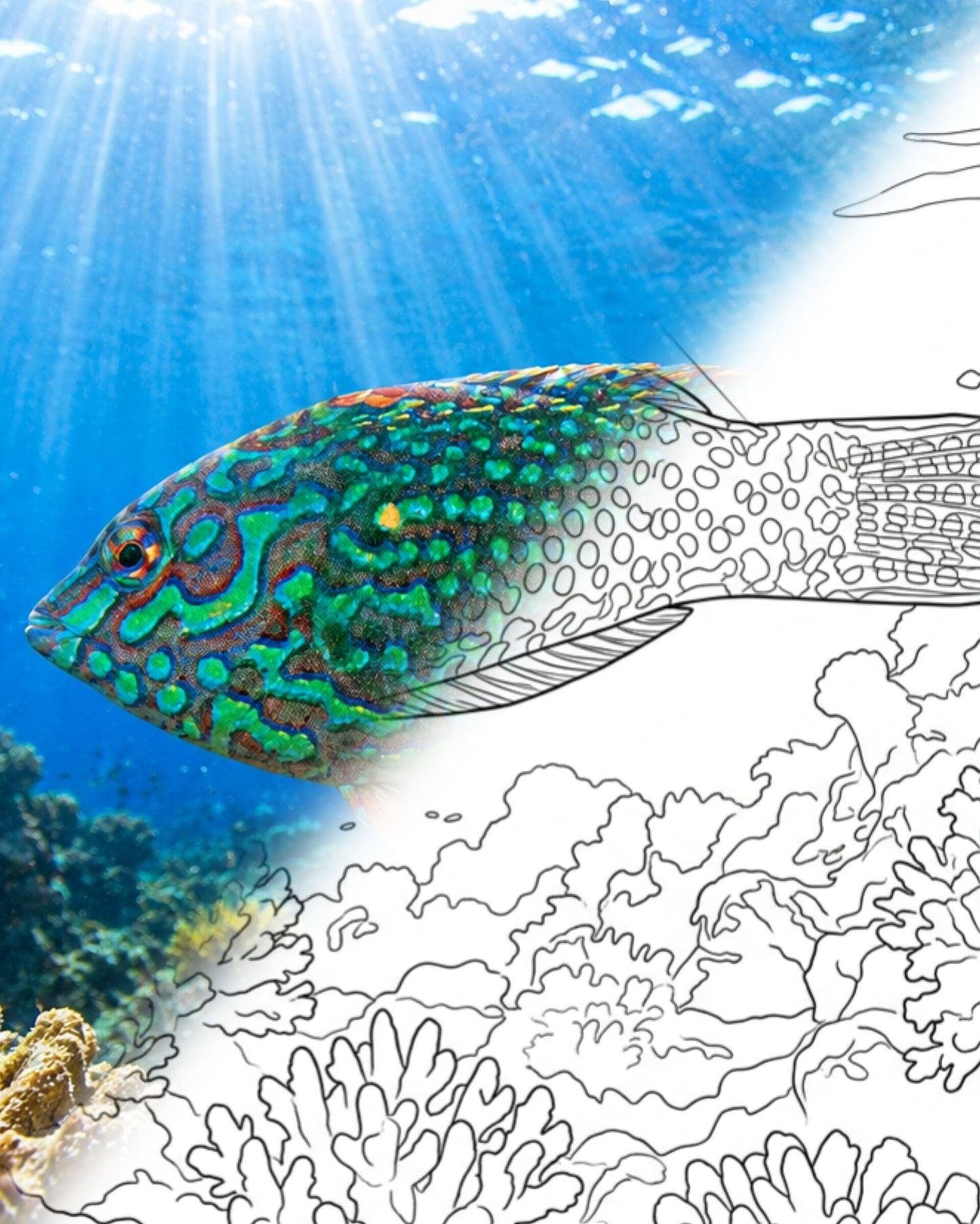 Blackspotted Wrasse- Male (Macropharyngodon meleagris) | Marine Explorer Coloring Kit
