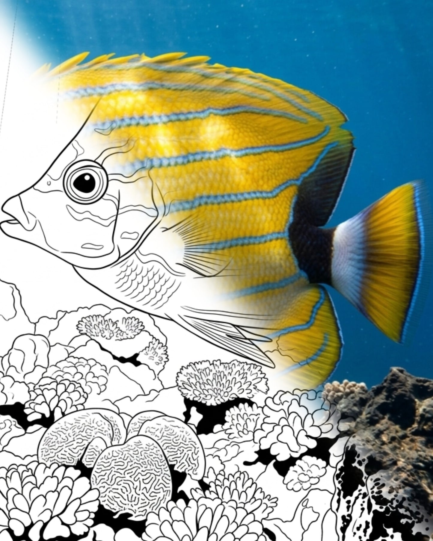Blue-striped Butterflyfish (Chaetodon fremblii) - Adult | Marine Explorer Coloring Kit