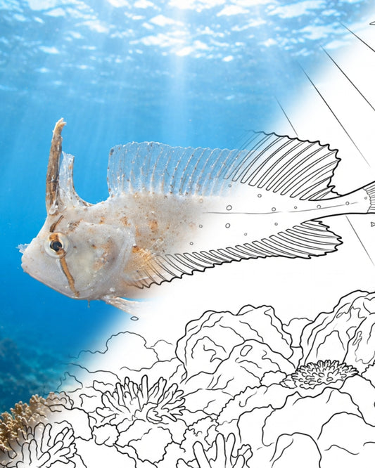 金斑草鱼（Cristiceps aurantiacus） | 《海洋探险家》涂色套装