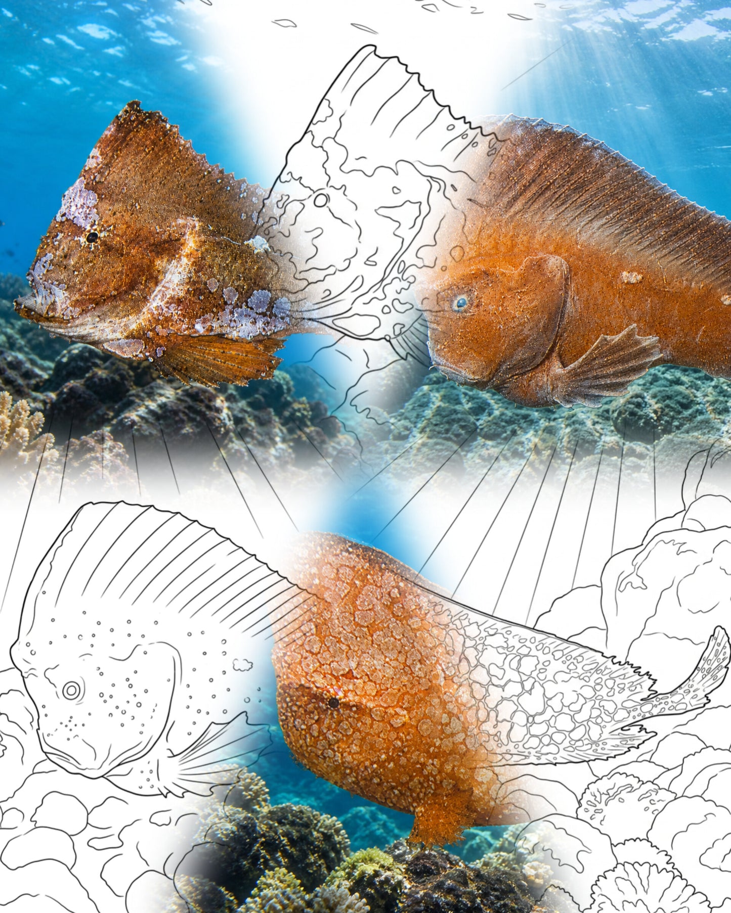 Maestros del Disfraz: Australian Prowfish Bundle (3 Perfiles) | Kit para colorear de Explorador Marino