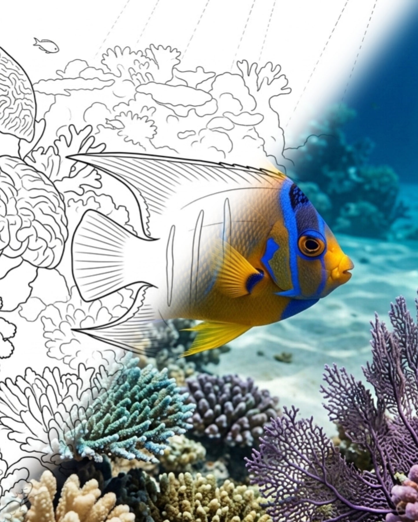 Poisson-ange (Holacanthus ciliaris) - Juvenile | Marine Explorer Coloring Kit