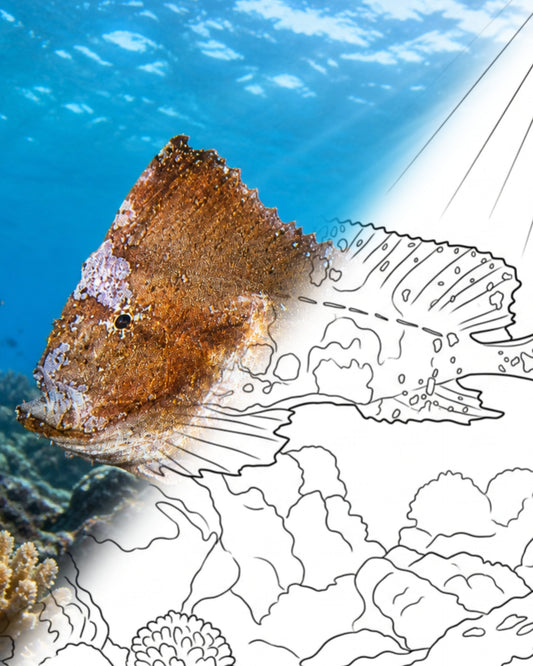 Pez ballesta (Neopataecus waterhousii) | Kit para colorear de Marine Explorer