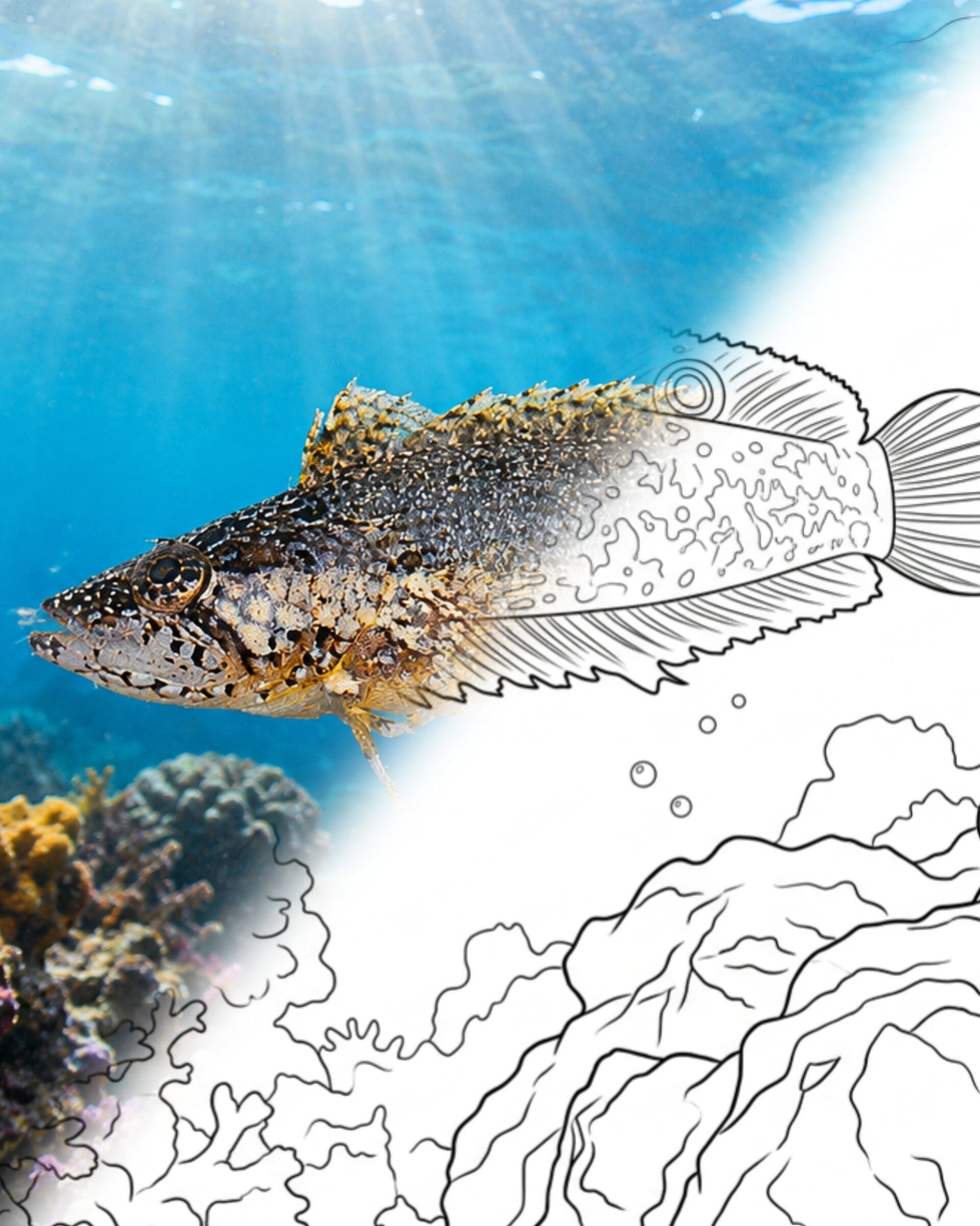 Blackfin Blenny (Paraclinus nigripinnis) | Marine Explorer Coloring Kit