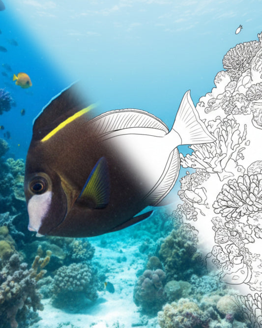 Powder Brown Tang (Acanthurus japonicus) - Adult | Marine Explorer Coloring Kit