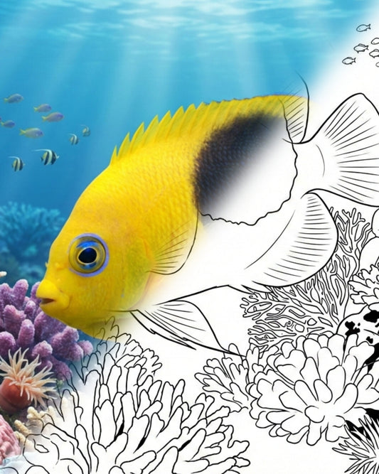 Rock Beauty Angelfish (Holacanthus tricolor) - Juvenile | Marine Explorer Coloring Kit