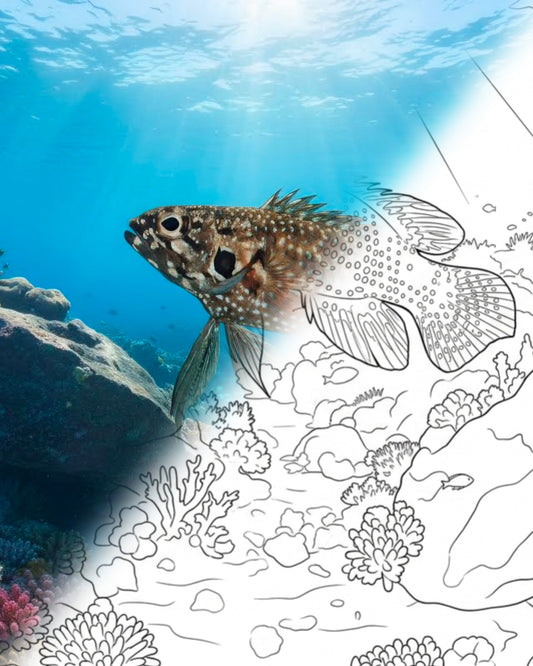 Bluegill Longfin (Plesiops corallicola) | Kit para colorear de Marine Explorer
