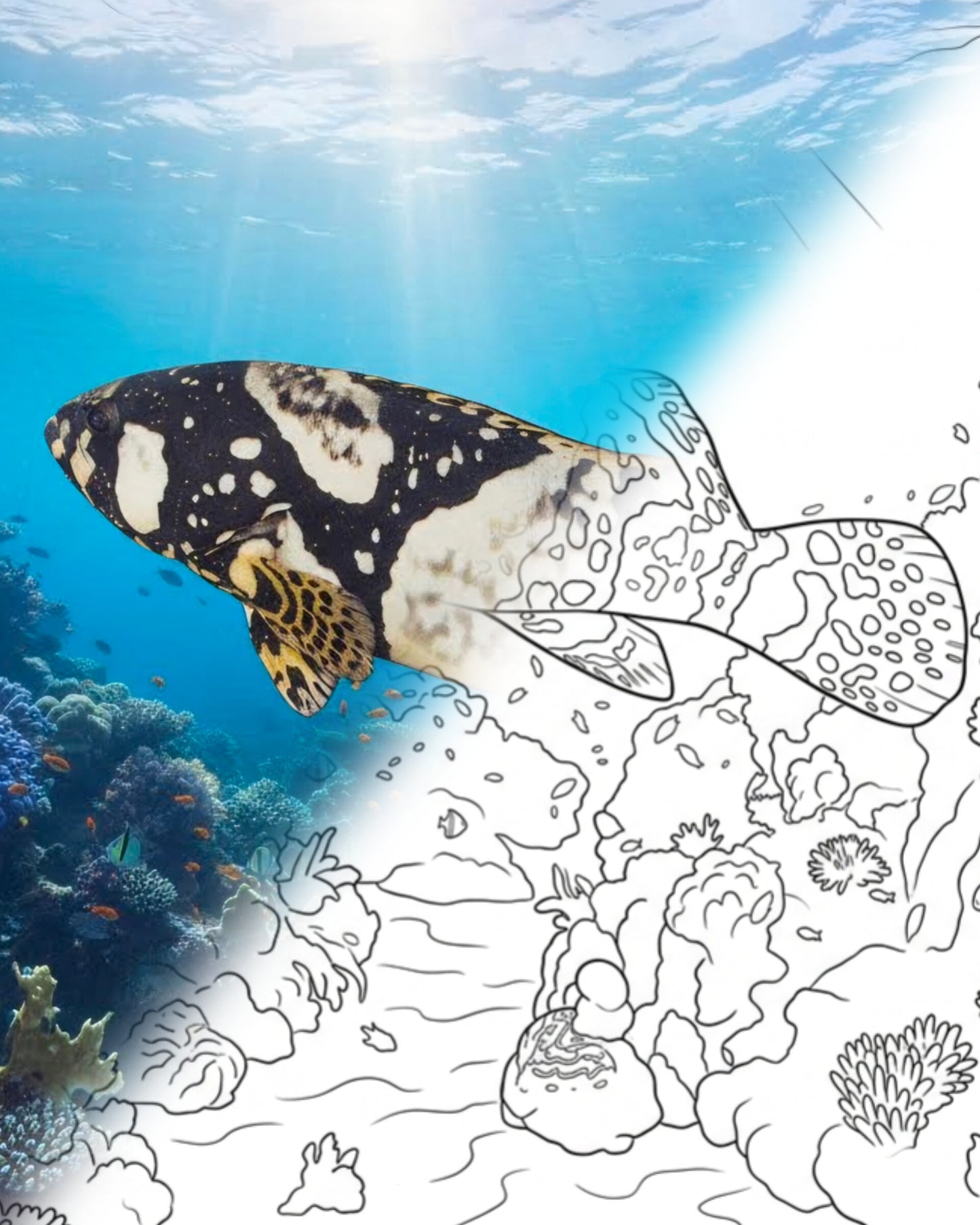 Giant Grouper (Epinephelus lanceolatus) | Marine Explorer Coloring Kit