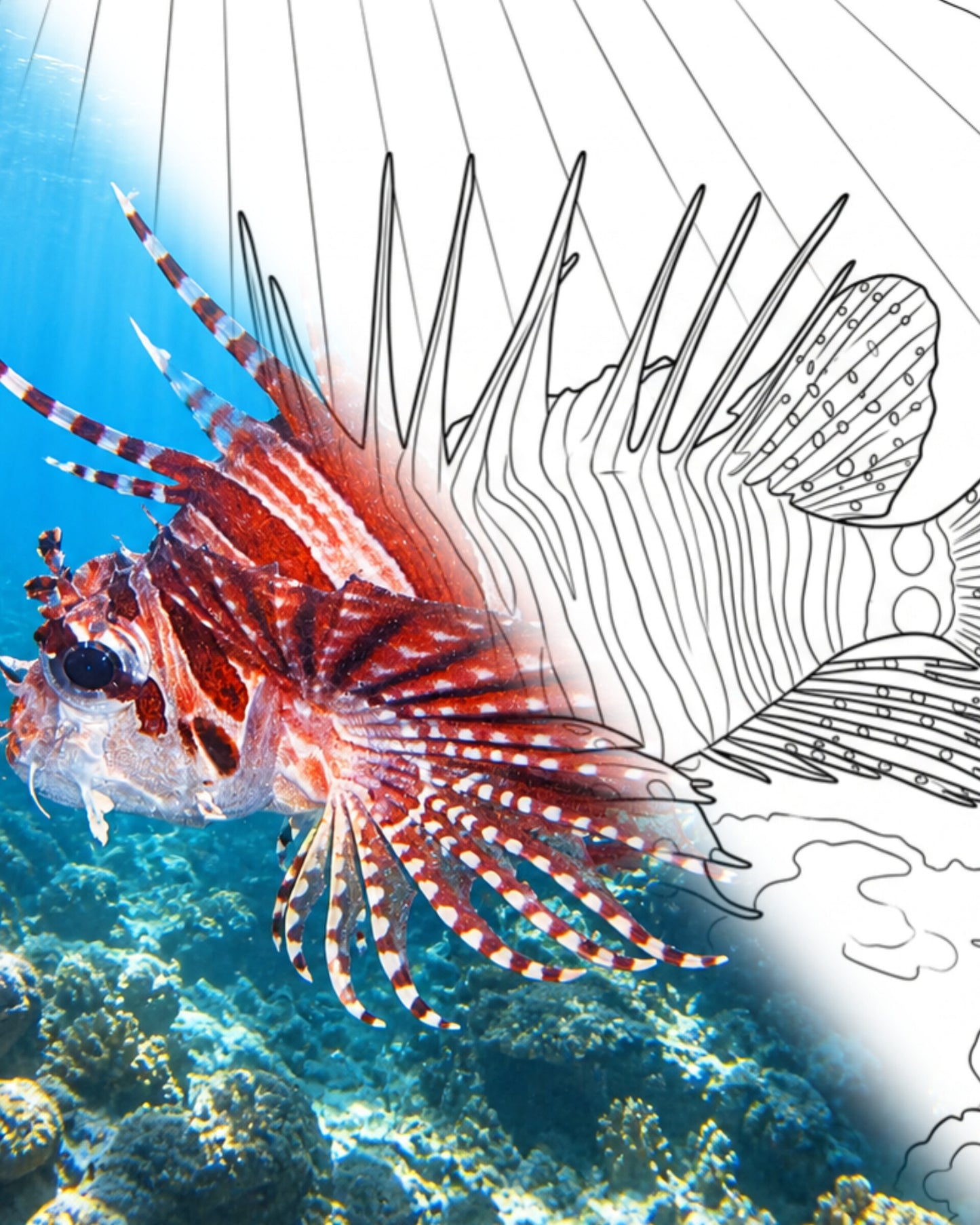 Zebra Lionfish (Dendrochirus zebra) | Marine Explorer Coloring Kit