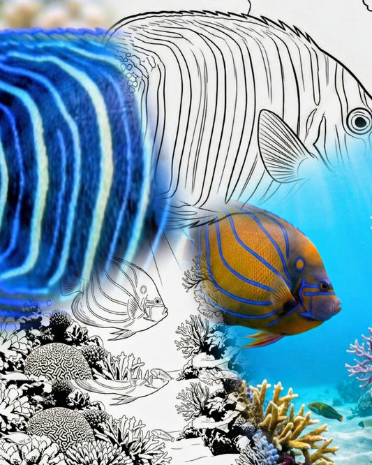 Blauband-Kaiserfisch Lebenszyklus Bundle (Juvenile & Adult) | Marine Explorer Coloring Kit