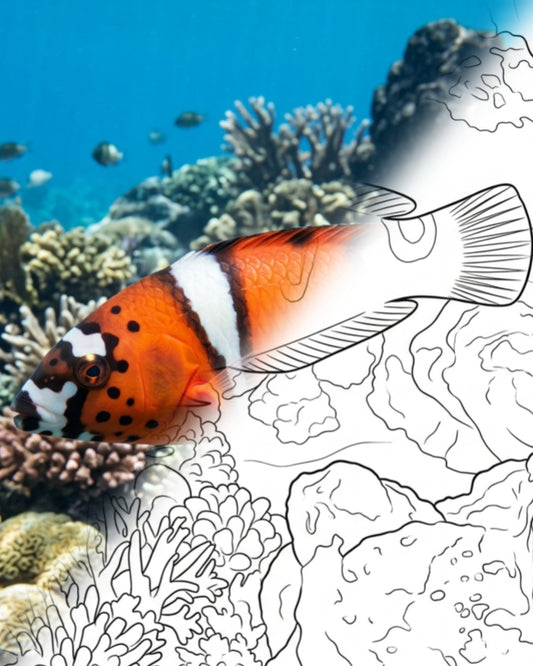 Koriskönigin (Coris formosa) - Juvenile | Marine Explorer Färbeset