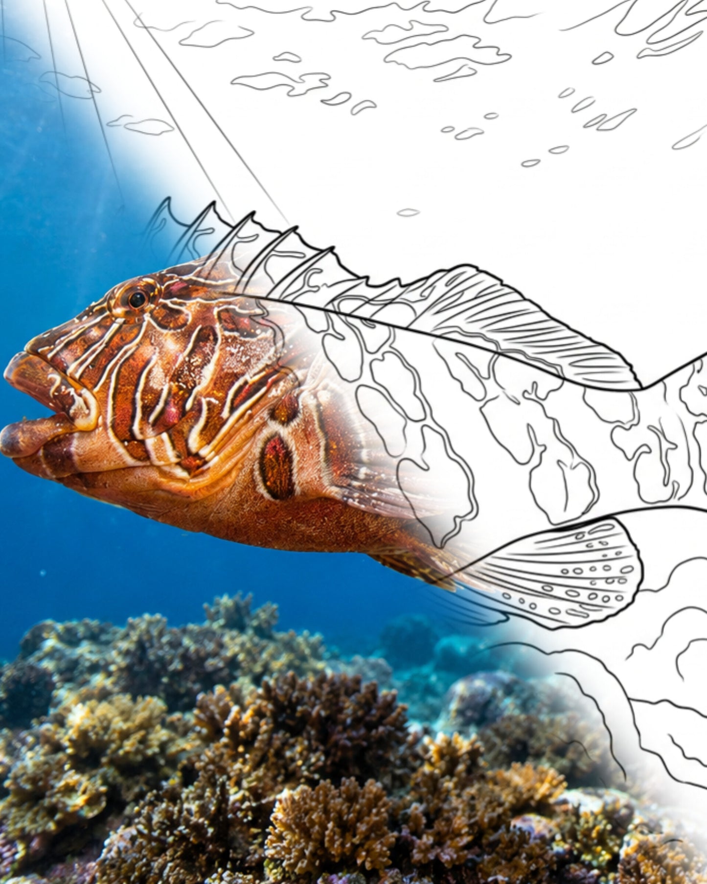 Giant Hawkfish (Cirrhitus rivulatus) | Marine Explorer Coloring Kit
