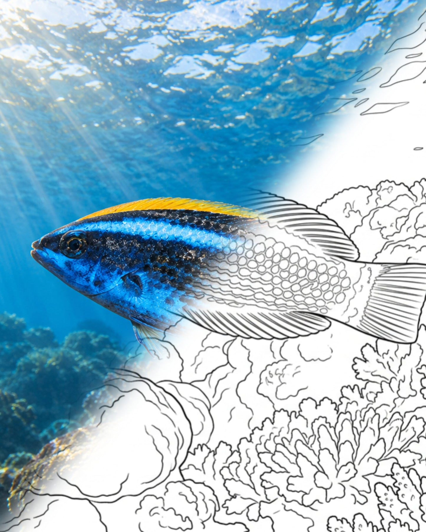 Chiseltooth Wrasse (Pseudodax moluccanus) | Marine Explorer Coloring Kit