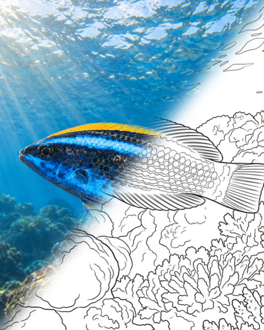 Diente de cincel (Pseudodax moluccanus) | Kit para colorear de Marine Explorer