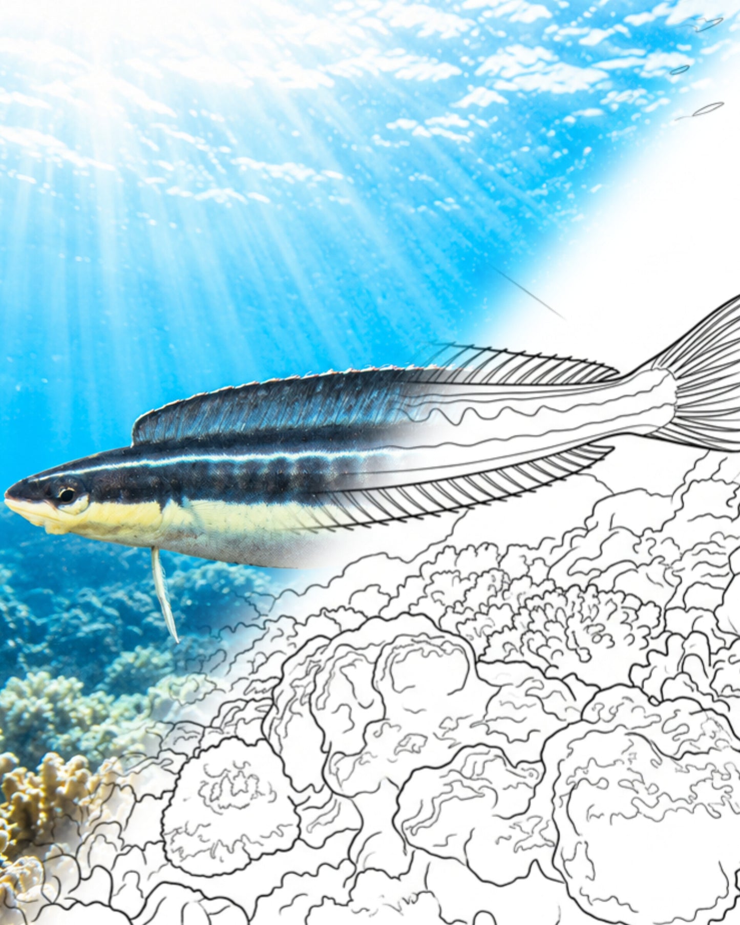 Piano Fangblenny (Plagiotremus tapeinosoma) | Marine Explorer Coloring Kit