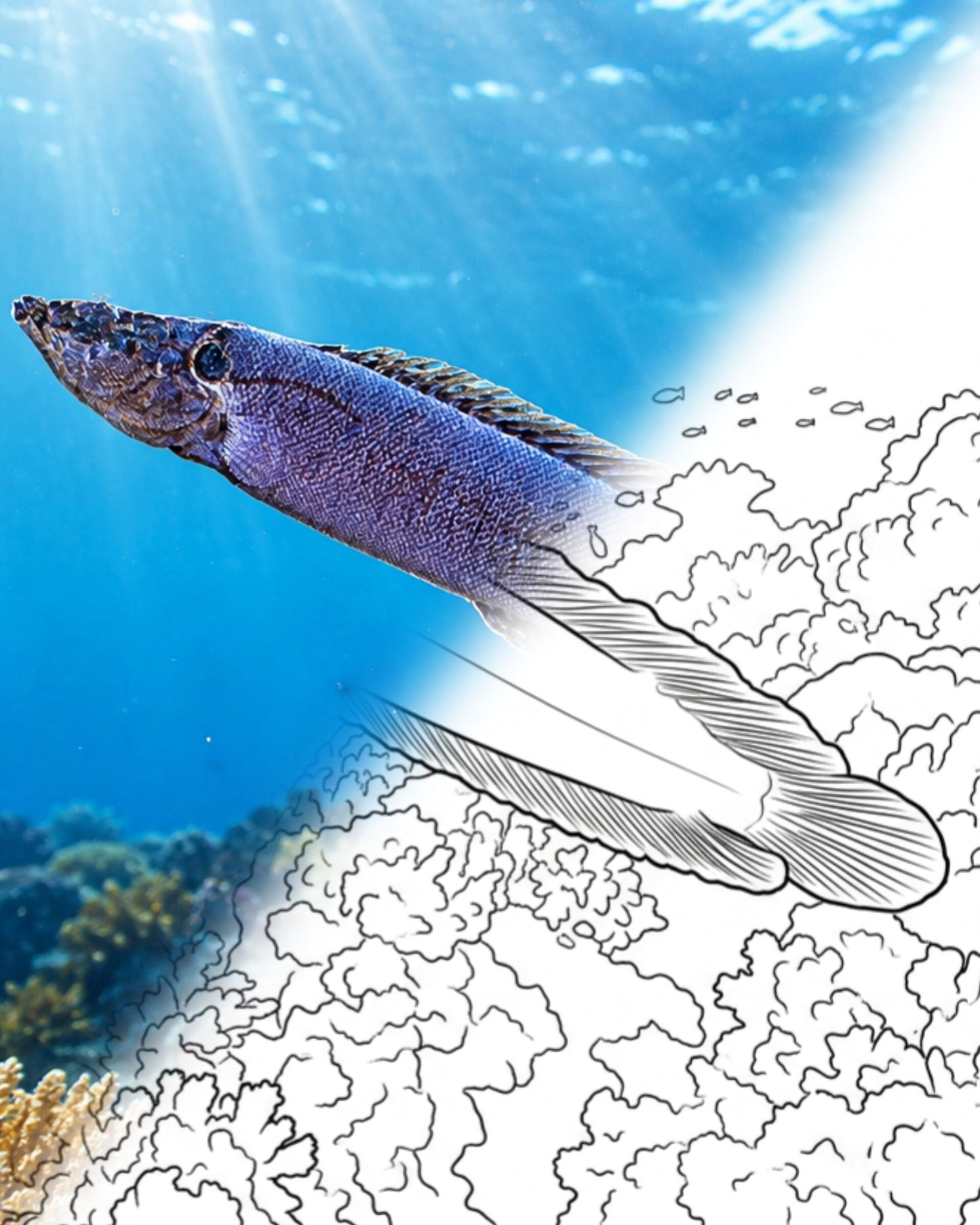 African Eel Blenny (Haliophis guttatus) | Marine Explorer Coloring Kit