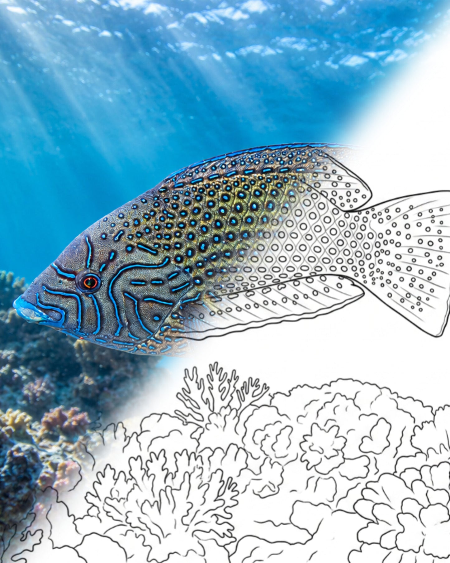 Bluespotted Wrasse (Anampses caeruleopunctatus) | Marine Explorer Coloring Kit