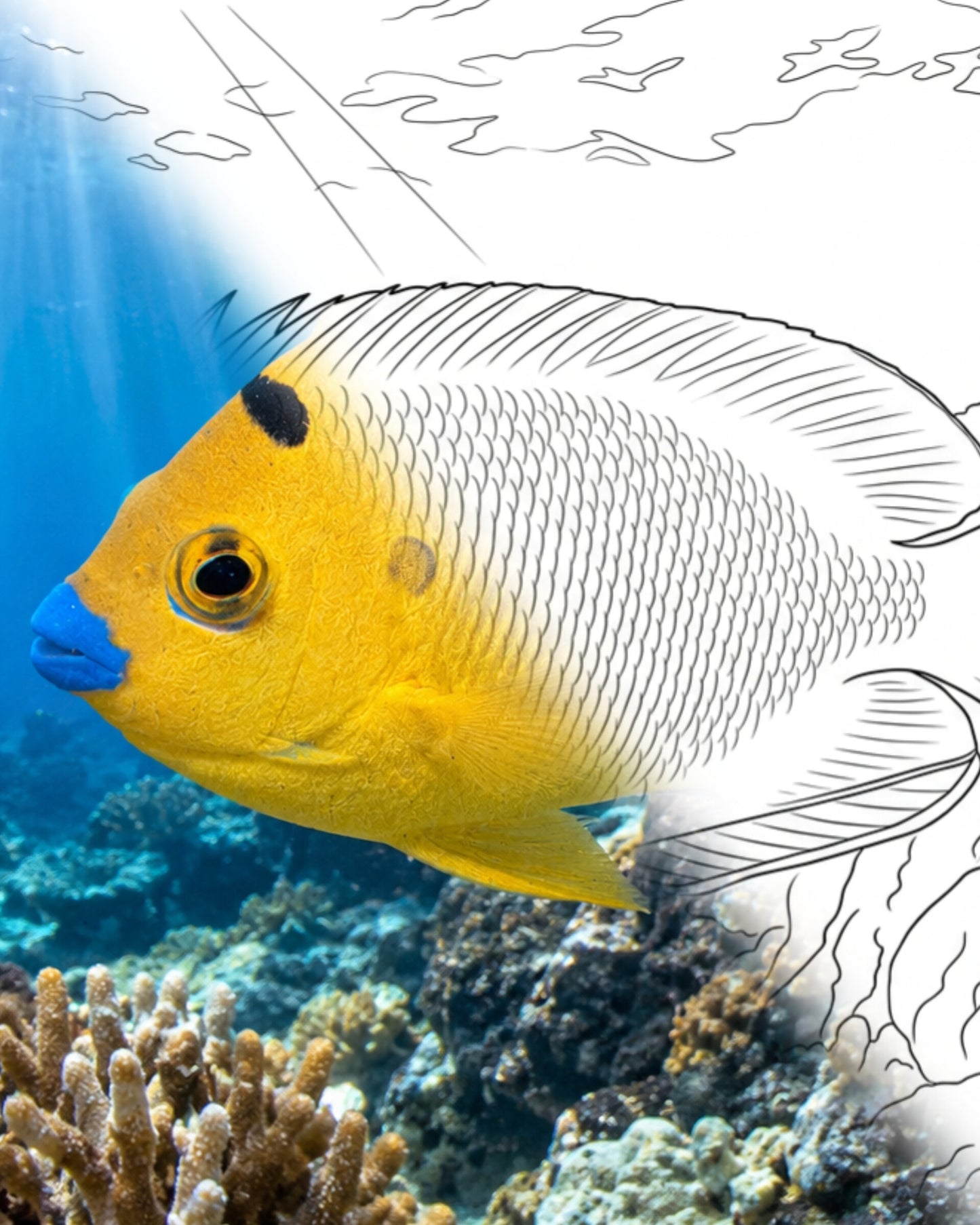 Threespot Angelfish (Apolemichthys trimaculatus) | Marine Explorer Coloring Kit