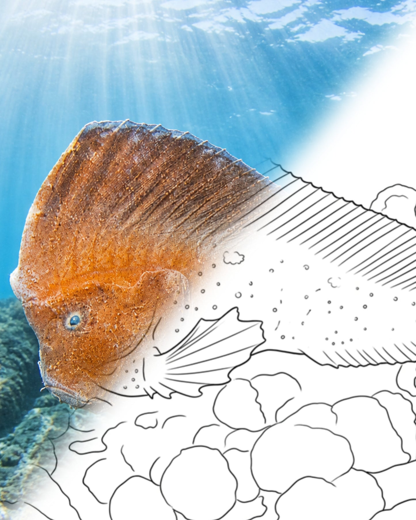 Poisson indien rouge (Pataecus fronto) | Marine Explorer Coloring Kit