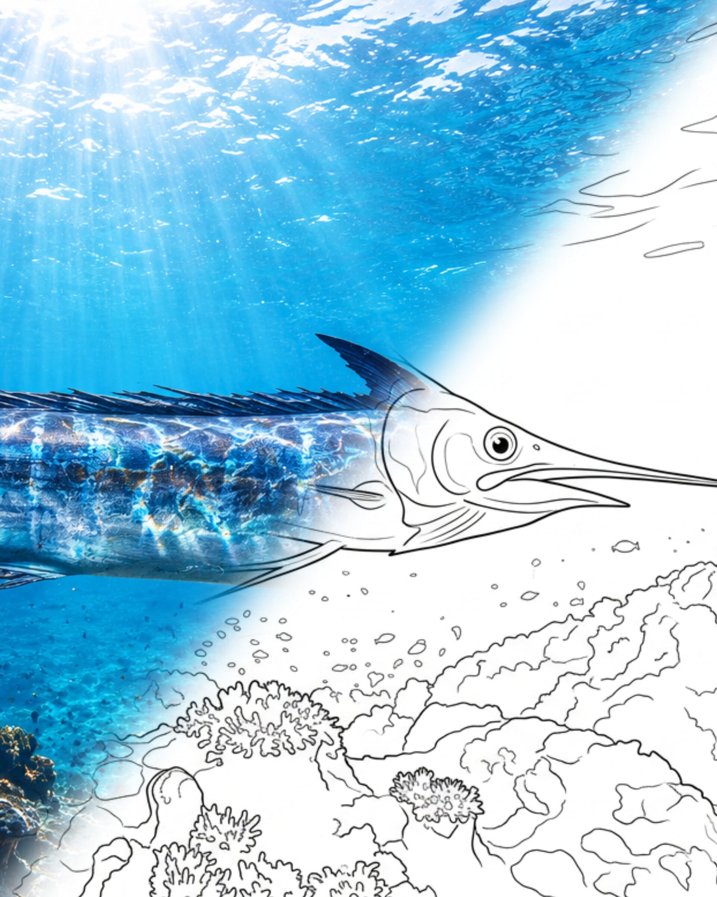 Marlin (Makaira sp.) | Marine Explorer Färbeset