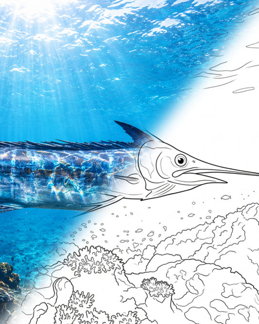 Marlin (Makaira sp.) | Marine Explorer Coloring Kit