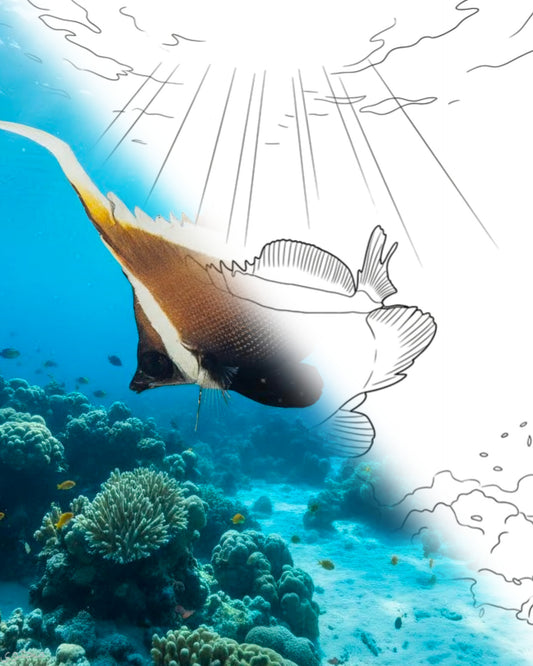Pez estandarte (Heniochus varius) | Kit para colorear de Marine Explorer