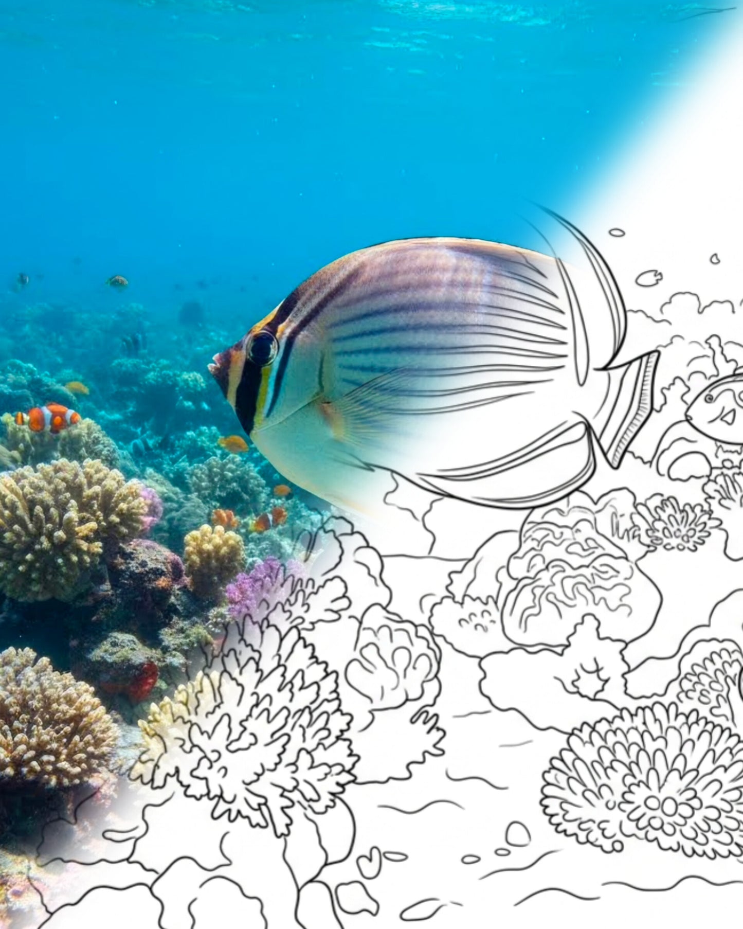 Melonenfalterfisch (Chaetodon trifasciatus)| Marine Explorer Färbeset