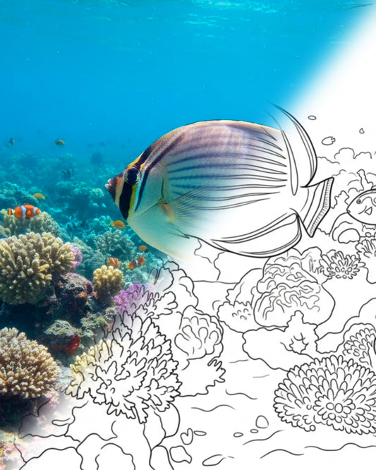 Melonenfalterfisch (Chaetodon trifasciatus)| Marine Explorer Färbeset