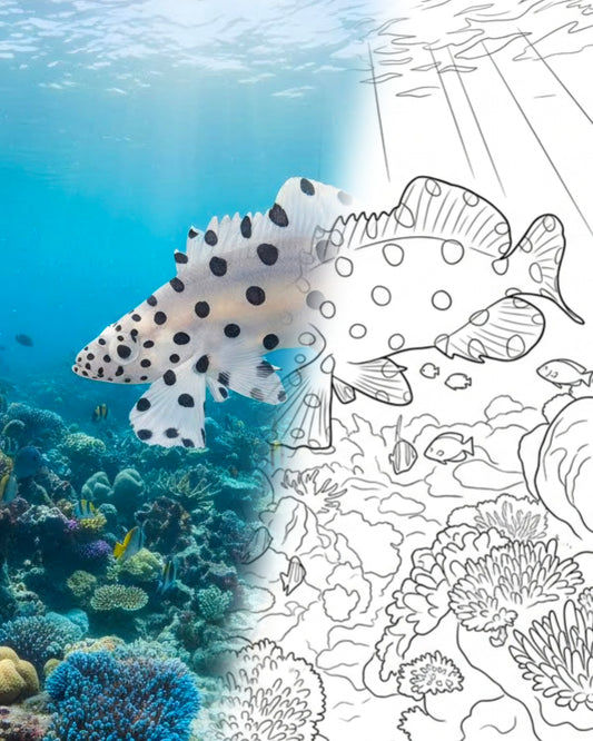 Buckeliger Zackenbarsch (Cromileptes altivelis) - Subadult | Marine Explorer Coloring Kit
