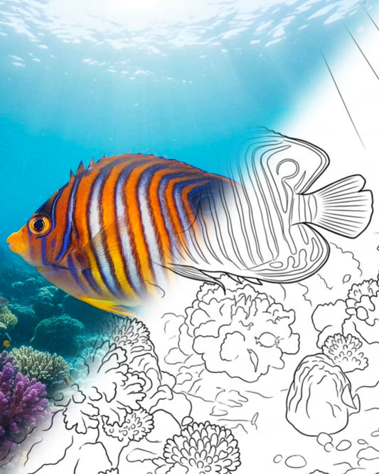 Königskaiserfisch (Pygoplites diacanthus) - Jungtiere | Marine Explorer Färbeset