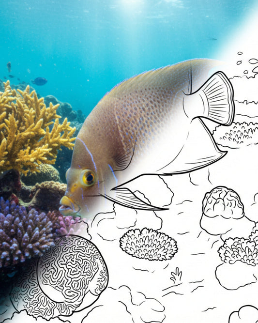 Koran Angelfish (Pomacanthus semicirculatus) - Adult | Marine Explorer Coloring Kit