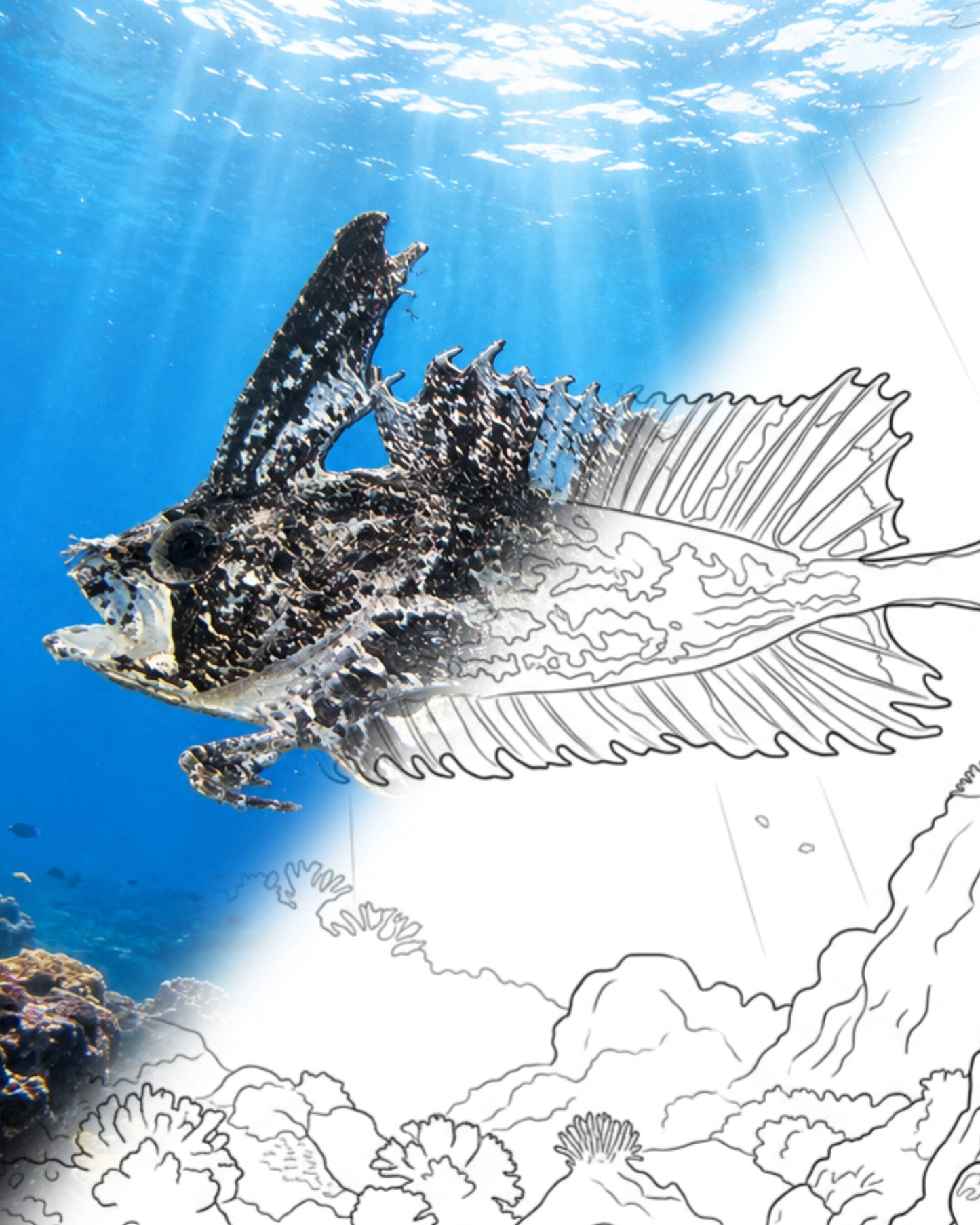 Southern Crested Weedfish (Cristiceps australis) | Marine Explorer Coloring Kit