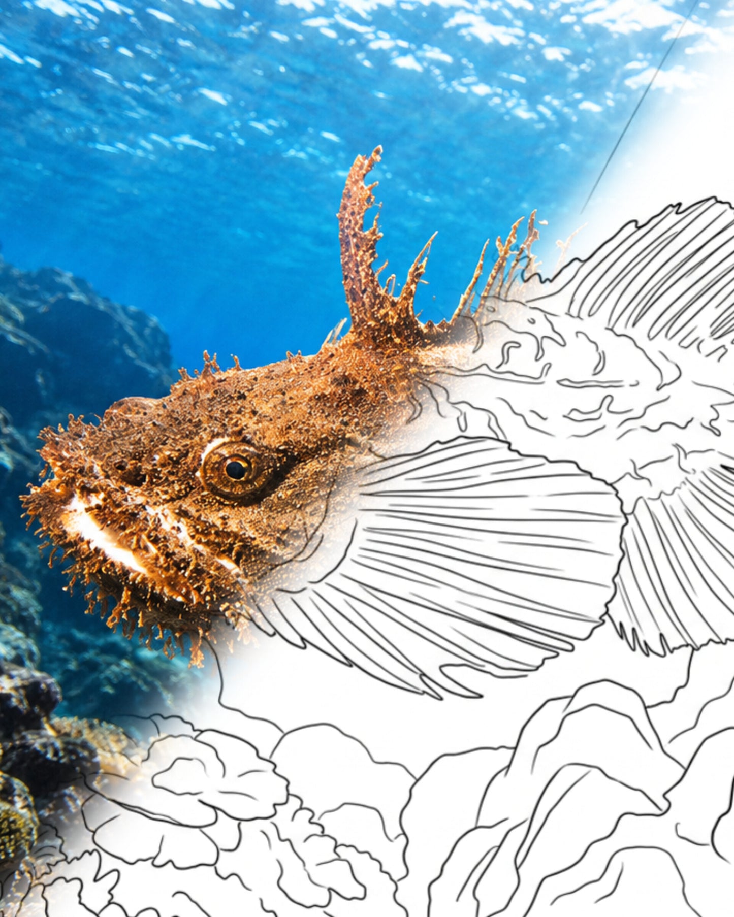 Sea Raven (Hemitripterus americanus) | Marine Explorer Coloring Kit